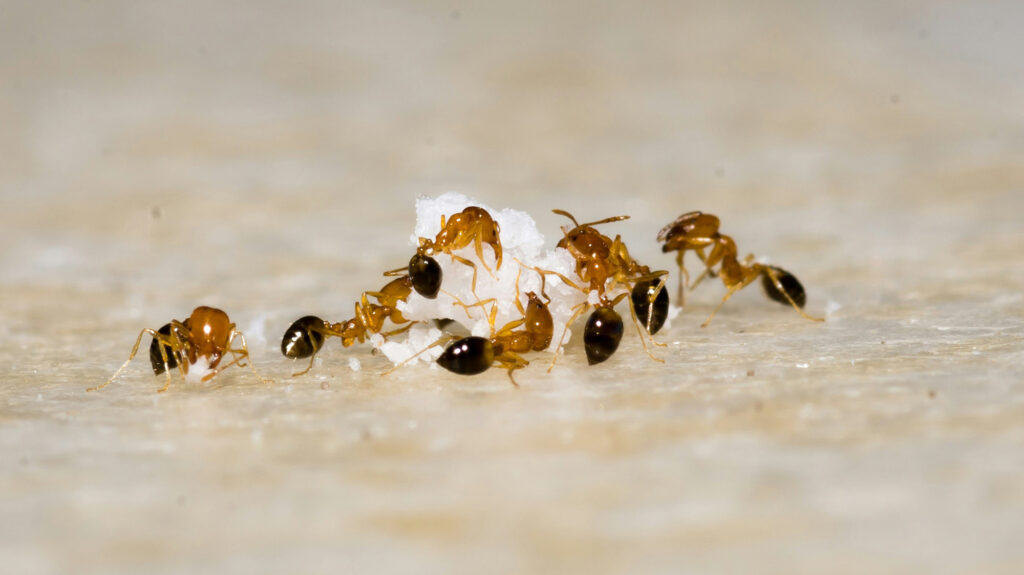 Earth's Ally Bug Barrier kills ants on contact