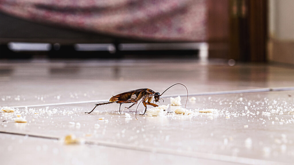 For cockroach-specific insect prevention, make sure to not have standing water in places such as your kitchen sink, dishwasher, or bathroom.