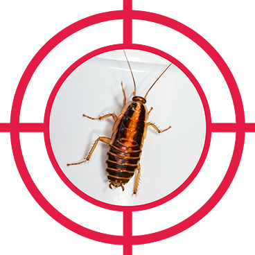 100% repellency of cockroaches after 90 days and 1 application